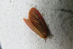 オオベニヘリコケガ