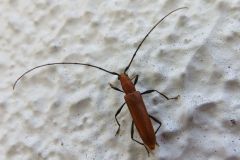 トビイロカミキリ