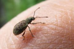 ミドリクチブトゾウムシ