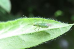 モチツツジカスミカメ