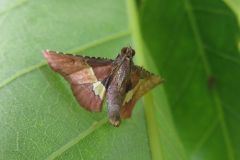 オオウスベニトガリメイガ