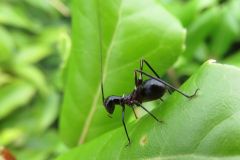 アリガタツユムシの幼虫