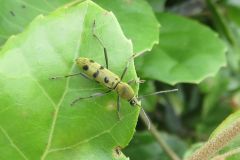 フタオビミドリトラカミキリ