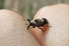 アシナガオニゾウムシ