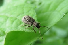 ヒレルクチブトゾウムシ