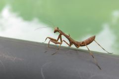 カマキリの幼虫