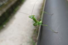 カマキリの幼虫