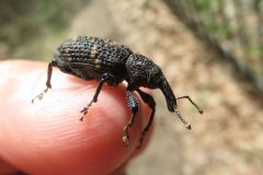 クリアナアキゾウムシ