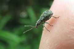 クロホシクチブトゾウムシ