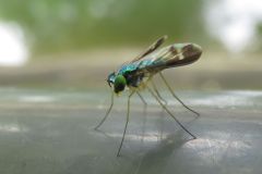 マダラアシナガバエ