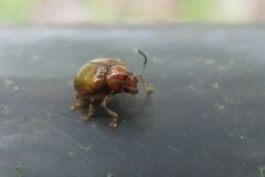 ムネアカキバネサルハムシ