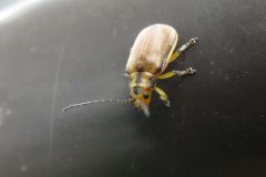 サンゴジュハムシ