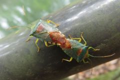 セアカツノカメムシ
