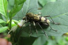 ウスグロトラカミキリ