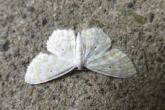 ウスキトガリヒメシャク