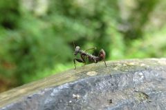 ヒメカマキリの幼虫