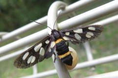 カノコガ