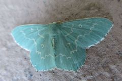 ハガタキスジアオシャク