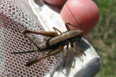 コバネヒメギスの幼虫