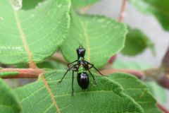 アリガタツユムシの幼虫