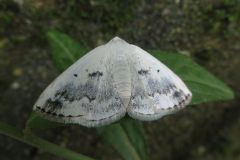 バラシロエダシャク