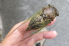 クマゼミ