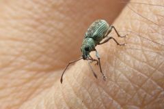 ミドリクチブトゾウムシ