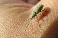 オオクチブトゾウムシ