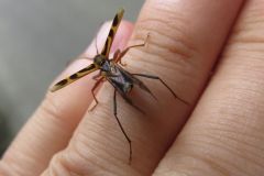 タケトラカミキリ