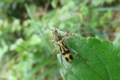 タケトラカミキリ