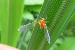 アカハネナガウンカ