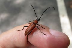 アカハナカミキリ