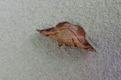 モミジツマキリエダシャク