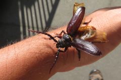 ニセノコギリカミキリ