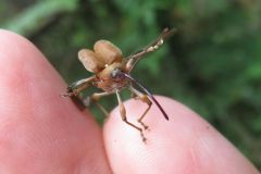 ツバキシギゾウムシ