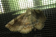 ウンモンツマキリアツバ