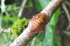 ウストビイラガの幼虫