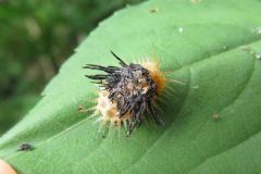 イチモンジカメノコハムシの幼虫