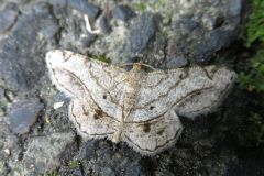 ウスオエダシャク