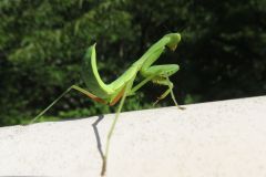 ハラビロカマキリの幼虫