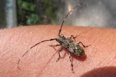 ナガゴマフカミキリ