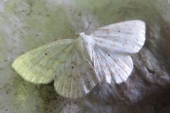 ウスキクロテンヒメシャク