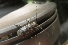 ナガゴマフカミキリ