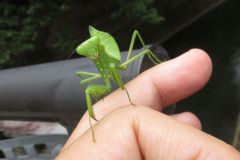 ハラビロカマキリの幼虫
