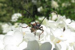 アカハナカミキリ