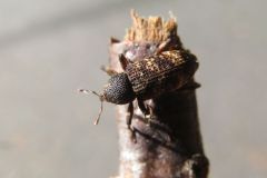アラムネクチカクシゾウムシ