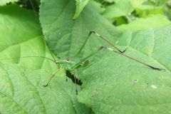 ホソクビツユムシの幼虫