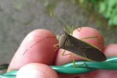 ミナミトゲヘリカメムシ