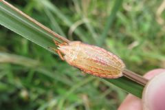 エビイロカメムシの幼虫