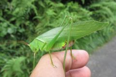 サトクダマキモドキ